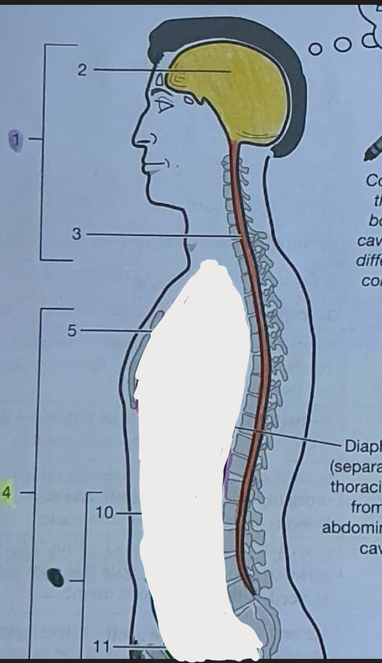 <p>Consists of the cranial &amp; vertebral cavity</p>