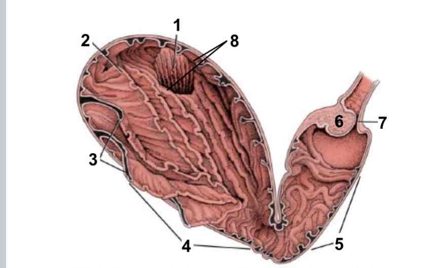 <p>Stora slemhinneveck i fundus och corpus nr 3</p>