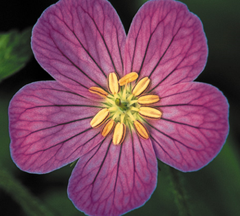<p>The flower pictures here exhibits _______ symmetry.</p><ul><li><p>Radial</p></li><li><p>Bilateral</p></li></ul><p></p>