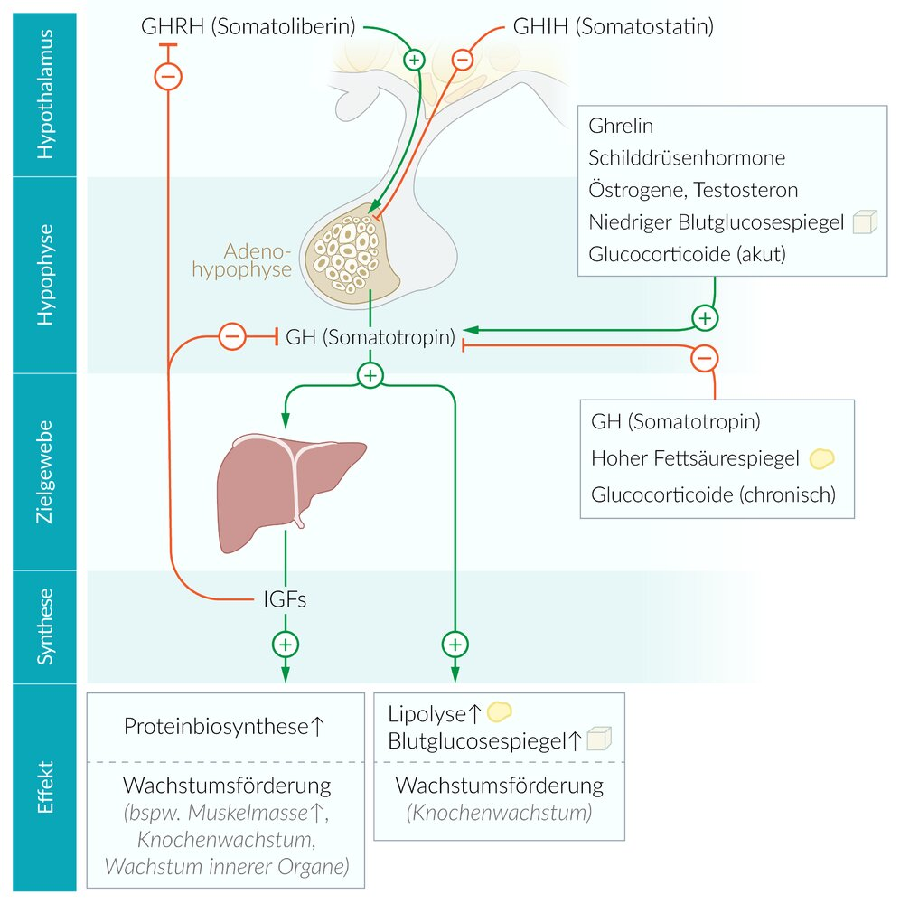 <p>E. Hyperglycemia</p>