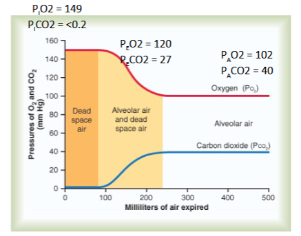 <p><span><span>Mixing of atmospheric air with dead space air and alveolar air creates </span><strong><em><u><span>a fall in PO2</span></u></em></strong><span> and a </span><strong><em><u><span>rise in PCO2 </span></u></em></strong><span>by the time air reaches the alveoli</span></span></p>