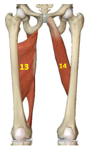 <p>Hip Adductor Muscles: Adductor magnus</p>