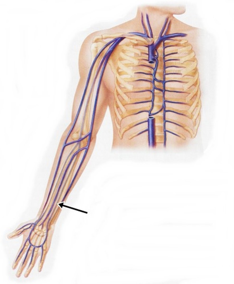 <p>Area drained: Medial aspect of the forearm</p><p>Drains into: Brachial vein</p><p>Relationship: Located deep to the muscles on the medial aspect of the forearm</p>