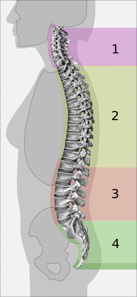 <p><span>Which number in the diagram below represents the location of the lumbar vertebrae?</span></p>
