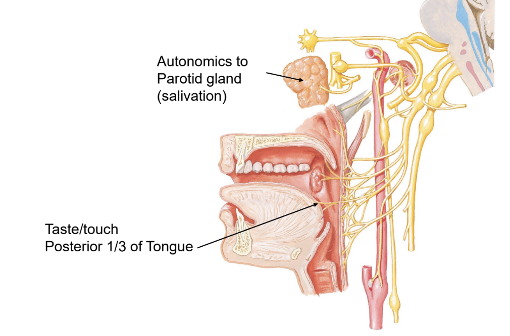 <p>autonomics to parotid gland (salvation), taste/touch posterior 1/3 of tongue</p>