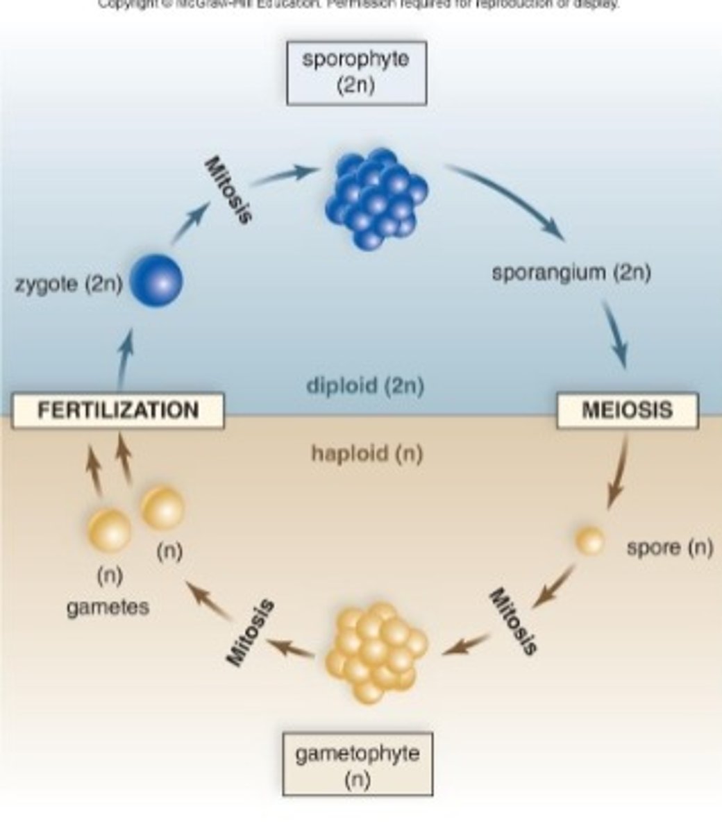 <p>- plants have a life cycle that with alternation of generations</p><p>- two multicellular individuals alternate, each producing the other</p><p>- Sporophyte (2n or diploid)</p><p>- produces spores by meiosis</p><p>- gametophyte (n or haploid)</p><p>- produces gametes by meiosis</p><p>- a sperm and egg fuse, forming a diploid zygote</p>