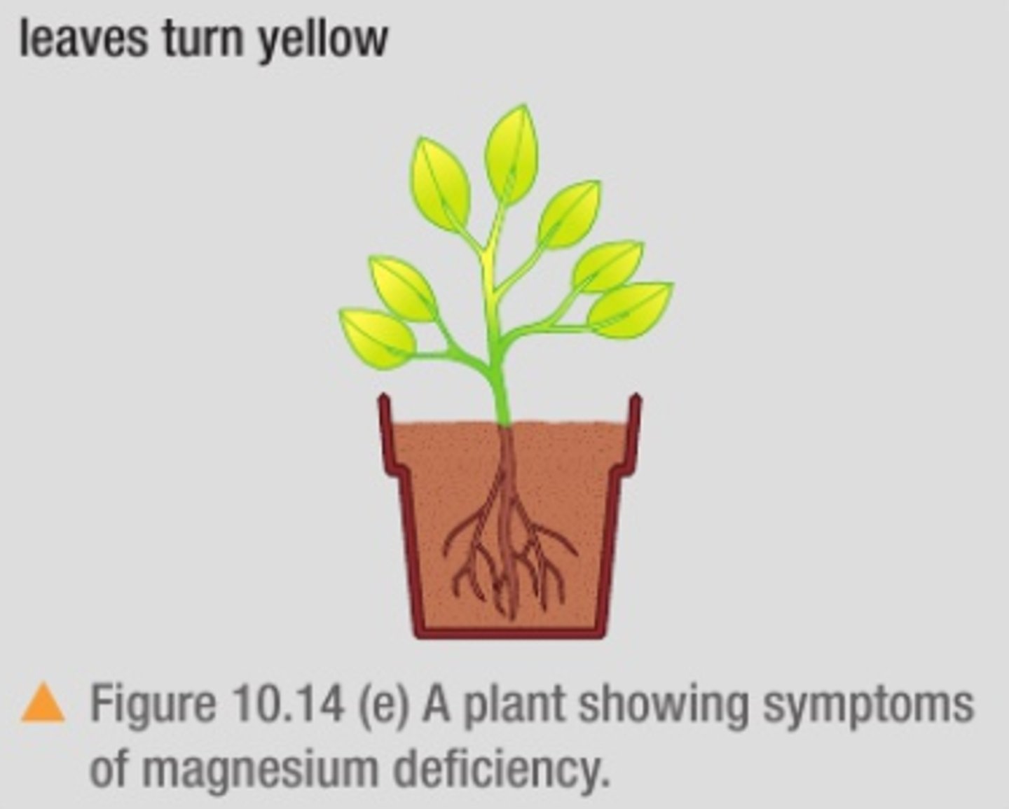 <p>- needed to make chlorophyll which is needed to absorb light for photosynthesis</p><p>- lack causes yellowing between the veins of leaves</p>