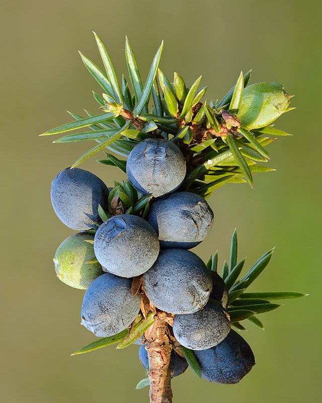 <p>cupressacées</p>
