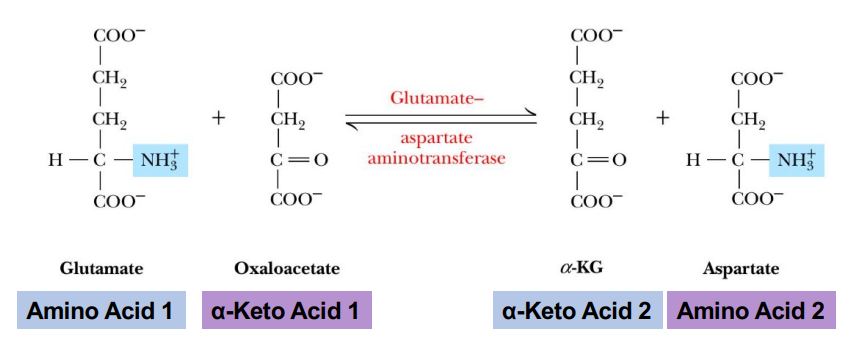 <p>The amino group from glutamate is transaminated to what in AST (Aspartate synthesis transamination)</p>
