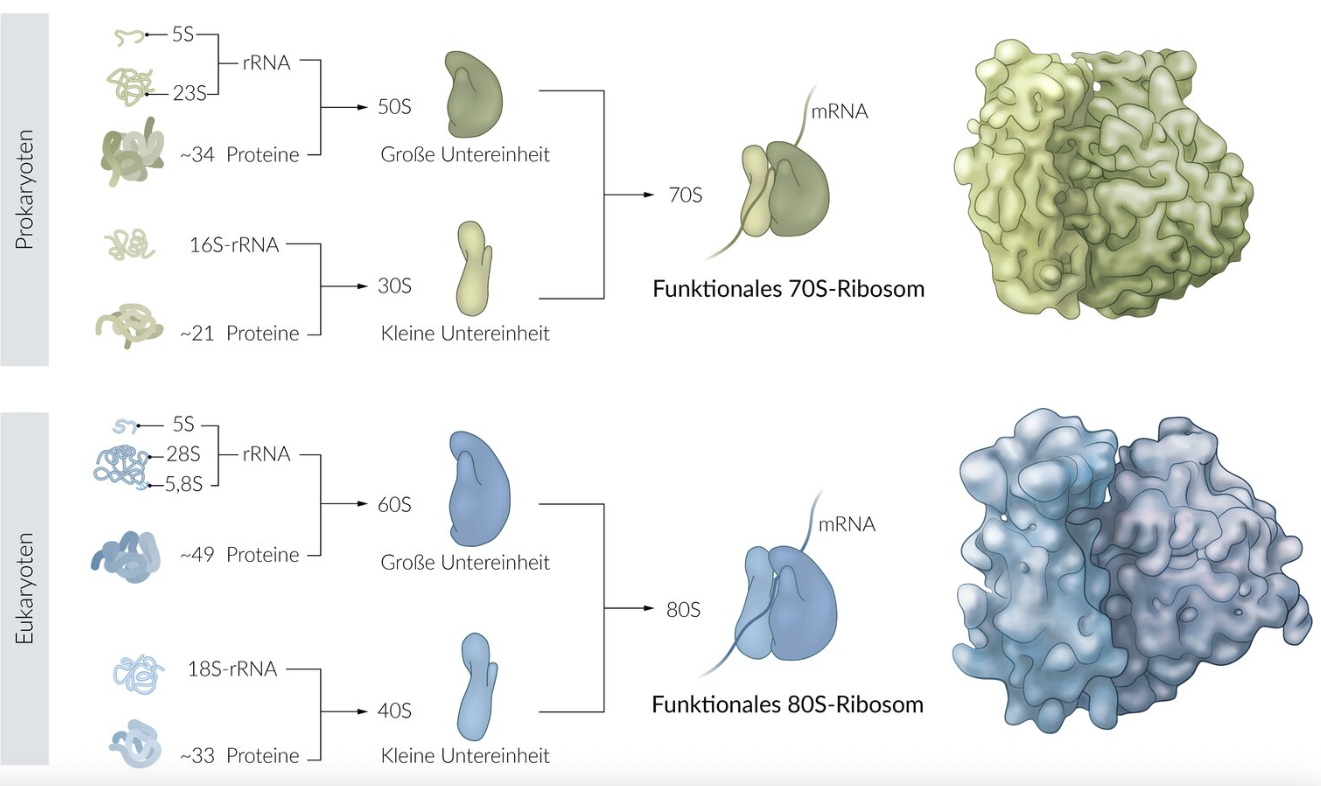 <p>E. Their sedimentation coefficient (in Svedberg units)</p>