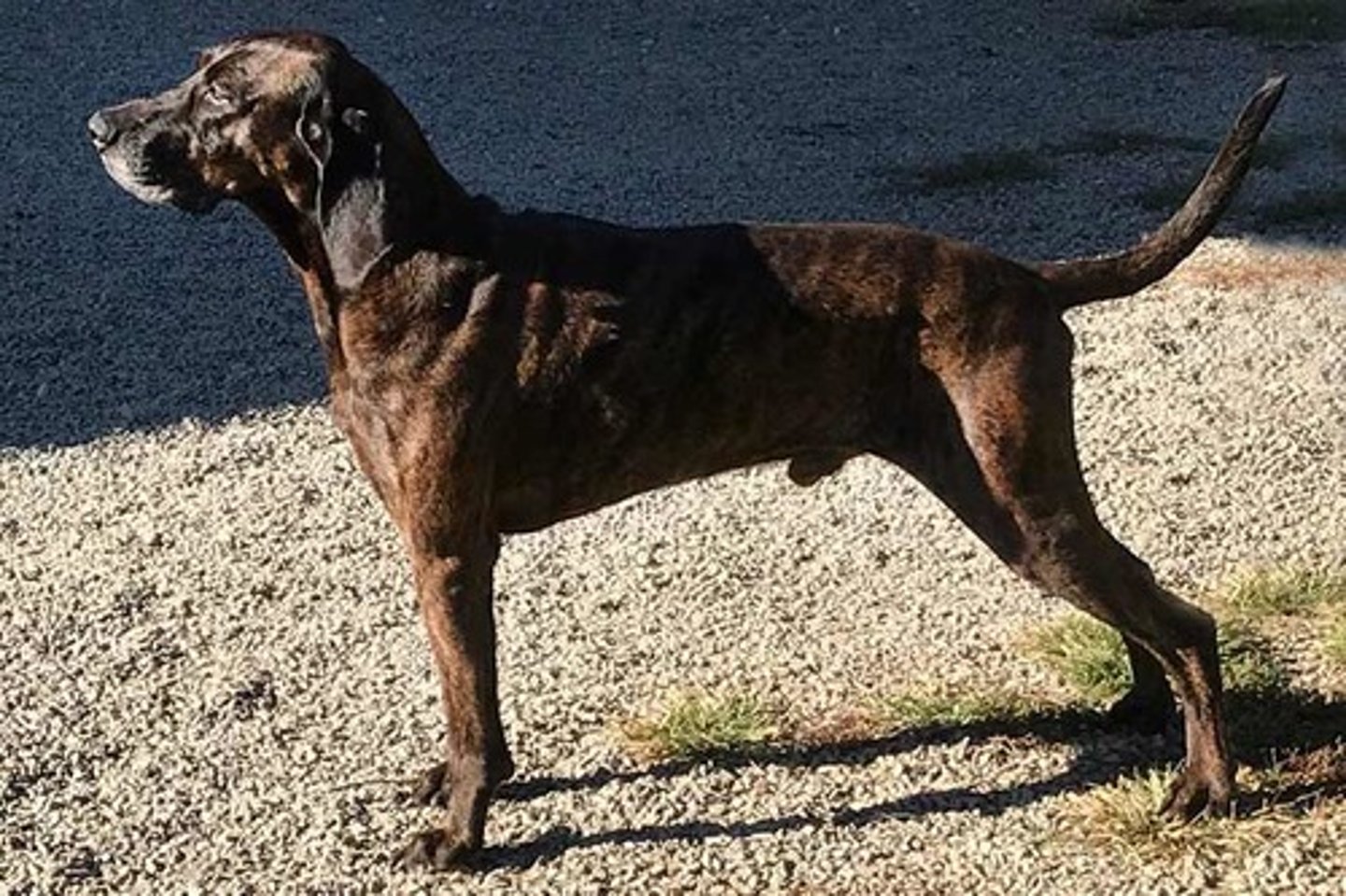 <p>Loyal, Alert, Intelligent</p><p>AKC Breed Popularity: Ranks 158 of 194</p><p>Height: 20-25 inches (male), 20-23 inches (female)</p><p>Weight: 50-60 pounds (male), 40-55 pounds (female)</p><p>Life Expectancy: 12-14 years</p><p>Group: Hound Group</p>