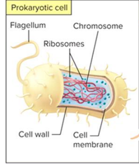 <p>smaller than eukaryotes and no nucleus or organelles </p><p></p><p>have ribosomes, chromosomes, cell wall, and cell membrane </p>