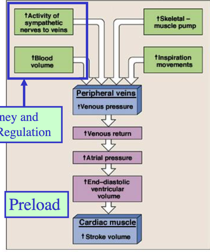 <ul><li><p>skeletal muscle pump</p></li><li><p>inspiration movements</p></li><li><p>activity of sympathetic nerves to veins</p></li><li><p>blood volume</p></li></ul><p></p>