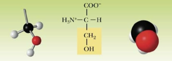 <p>Name:</p><p>Abbreviation:</p><p>Classification:</p>
