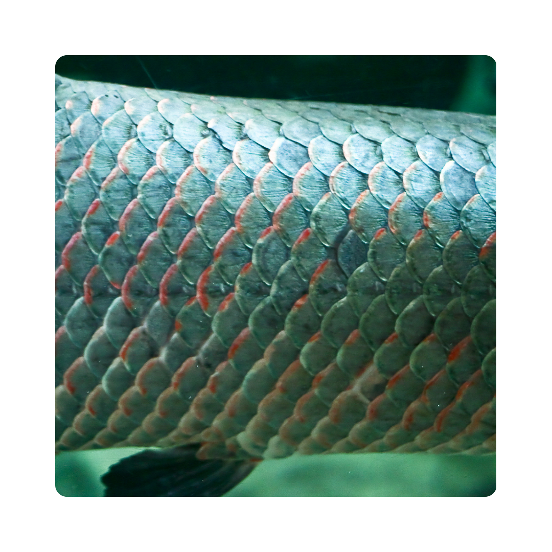 <p><span>Many sea creatures are covered with </span><strong>scales</strong><span> to protect them.</span></p>