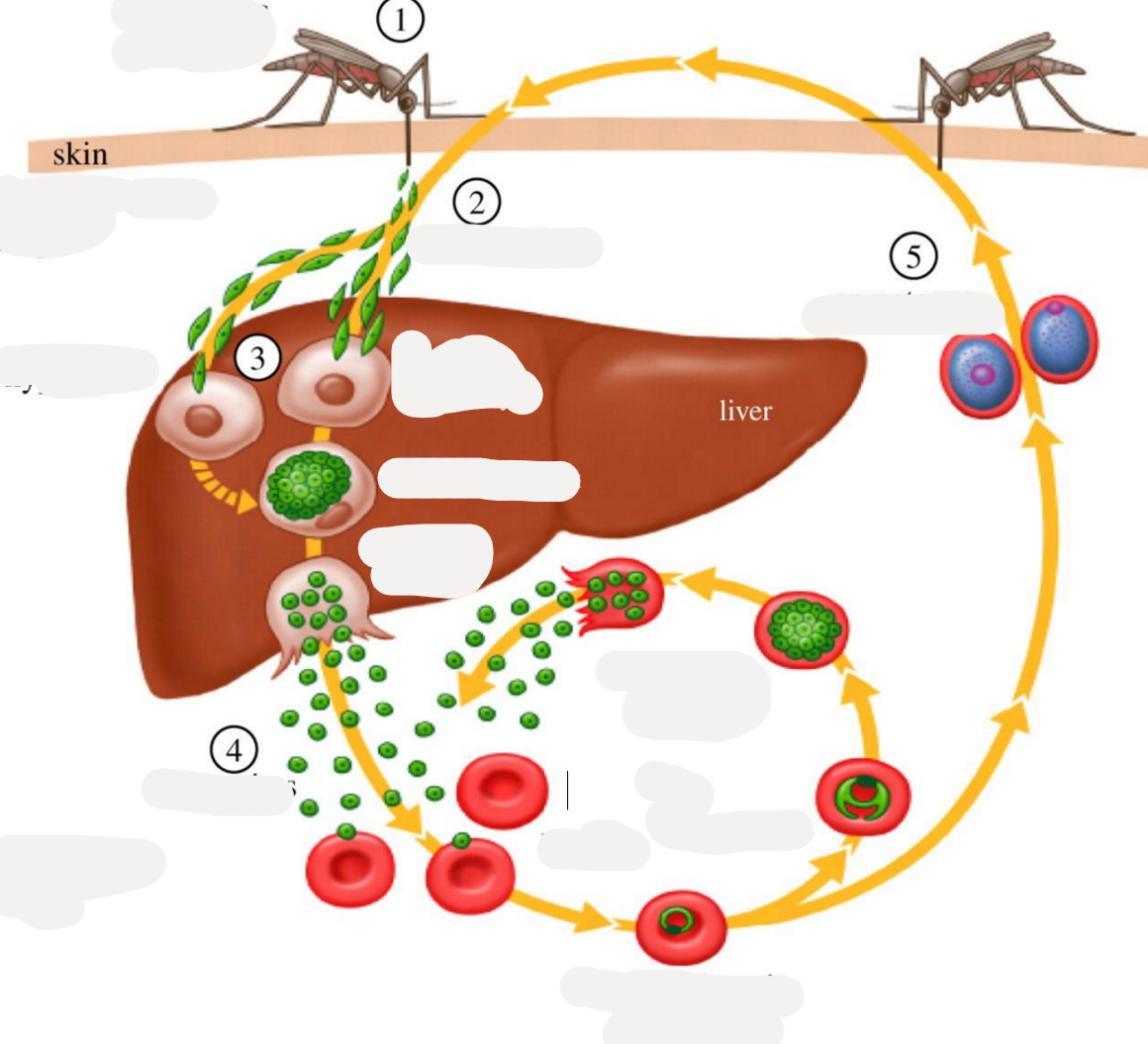 <p>this is the life cycle of?</p>