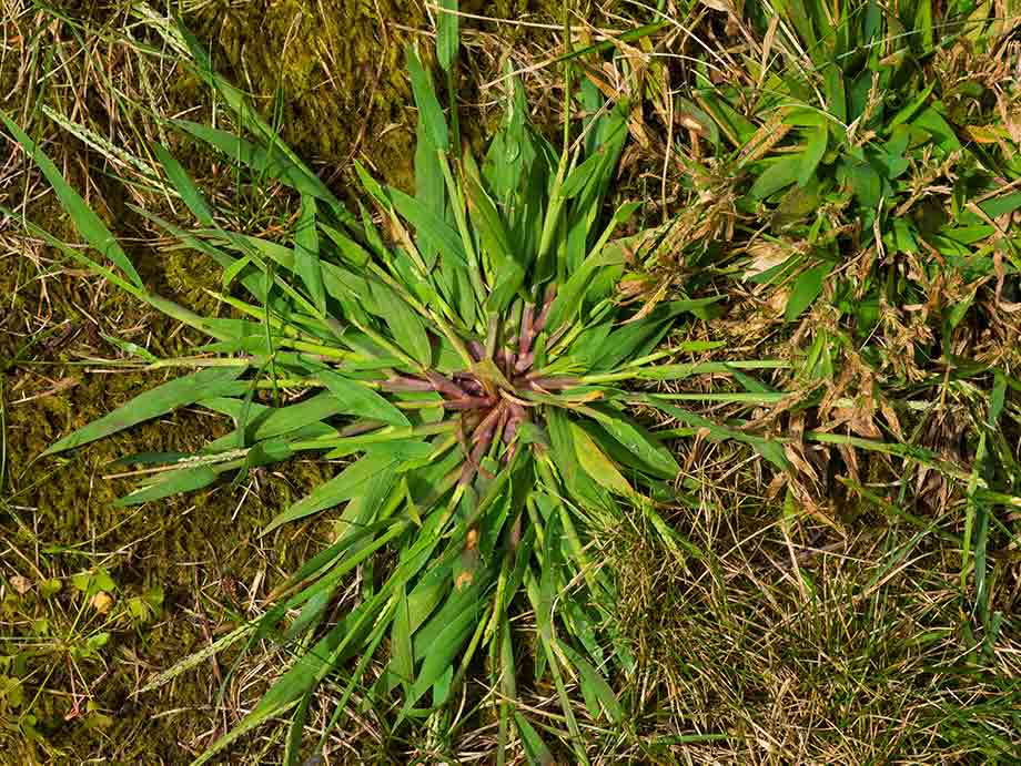 <p>Digitaria Ischaemum</p>