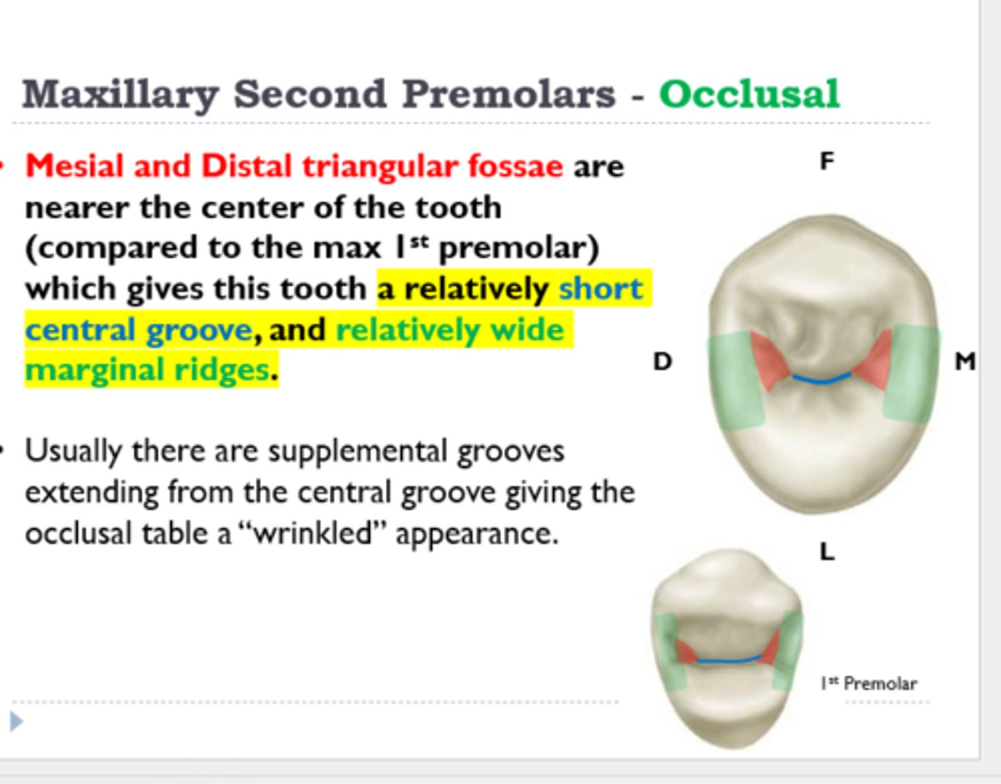 <p>2nd premolar</p>