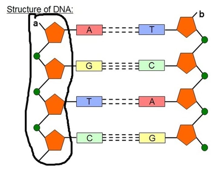 <p>An important structural component of the DNA strands, made up of alternating sugar and phosphate sections</p>