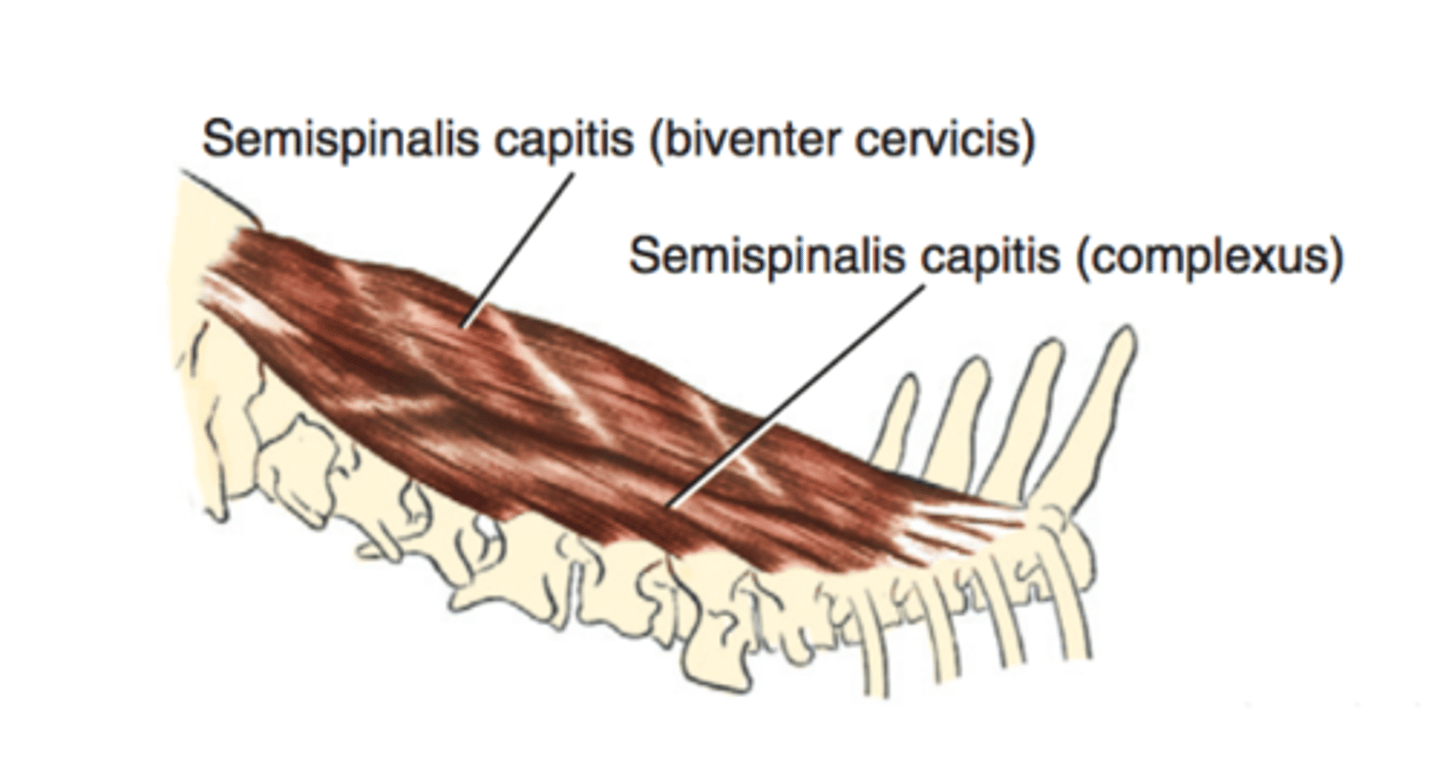 <p><span class="bgP">innervate :</span> dorsal cervical spinal nerves</p><p><span class="bgP">function</span> :raise the head (extension) lateral flexion and raise the neck</p><p><span class="bgP">where</span> :cervical to thoracic</p>