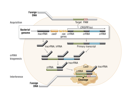 <p>CRISPR/Cas 9</p><p><span>•Anti-phage system discovered in S. pyogenes. Bacterial adaptive immune system.</span></p><p><span>•_________: Clustered regularly interspersed short palindromic repeats</span></p><p><span>•_______: CRISPR associated (gene/protein) 9</span></p><p><span>•Integration of segments of previously encountered phage leads to phage destruction upon reinfection.</span></p>