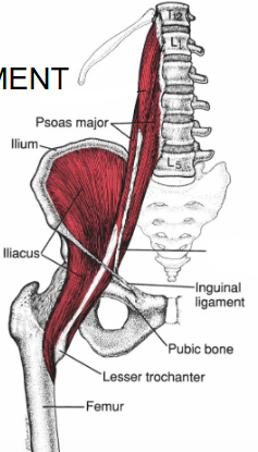 <p>psoas major and iliacus </p>