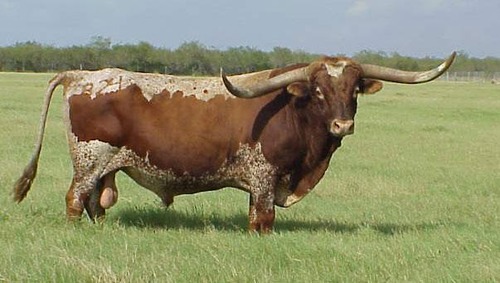 <p><span>Originated from cattle brought from Columbus from Spain; horns spreading 4 feet or more.</span></p>