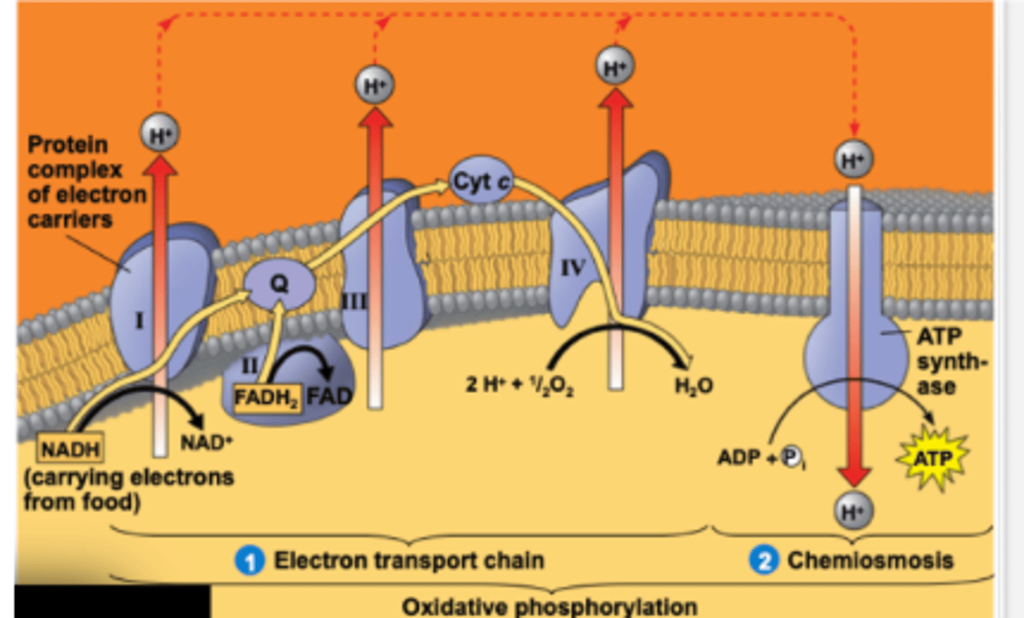<p>The final electron acceptor in the electron transport chain, forming water.</p><p>Without oxygen, there would be no electron transport chain, no protein gradient, no ATP synthase.</p>