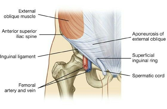 <p>The superficial inguinal ring is an opening in which structure?</p><p><strong><mark data-color="red" style="background-color: red; color: inherit">A. External abdominal oblique aponeurosis</mark></strong></p><p>B. Falx inguinalis</p><p>C. Internal abdominal oblique muscle</p><p>D. Scarpa's fascia</p><p>E. Transversalis fascia</p><p></p>