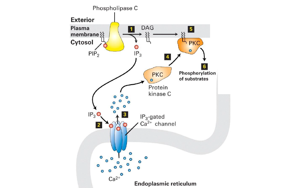 knowt flashcard image
