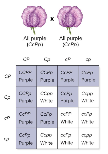 <ul><li><p>a gene masks the phenotypic effects of another gene</p></li><li><p>epistatic interactions often arise because 2 (or more) different proteins participate in a common cellular function</p></li><li><p>homozygous alleleic version of either white gene (cc or pp) both of which lead to white flowers</p><ul><li><p>Both C and P genes required for purple flowers</p></li><li><p>form of ? (e.g., dominant C or P allele) masks purple (wildtype) phenotype of other gene)</p><ul><li><p>ex., though Pp or PP should be purple, it’s phenotype is white because of cc</p></li><li><p>in this cross, purple/white flowers appear in 9:7 ratios in F2 generation</p></li></ul></li></ul></li></ul><p></p>