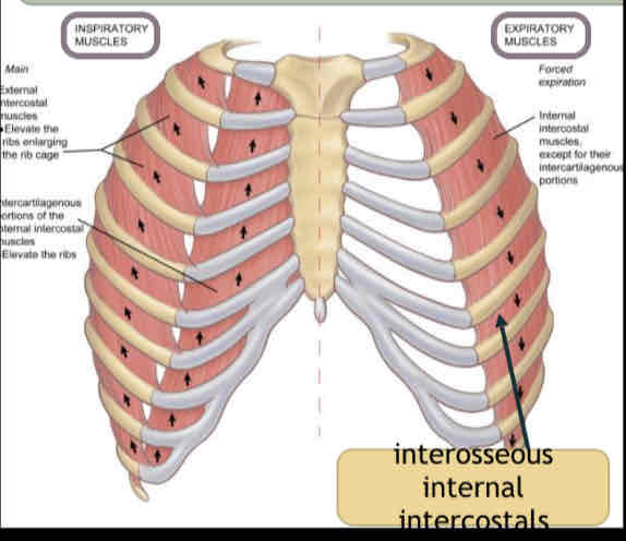 <p style="text-align: center"><span>portion of the internal intercostals lies DEEP to the external intercostals.</span></p>