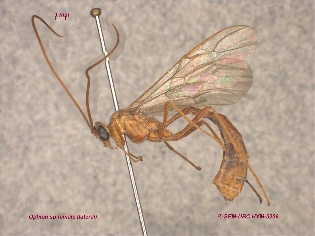 <p>crazy ocelli</p>