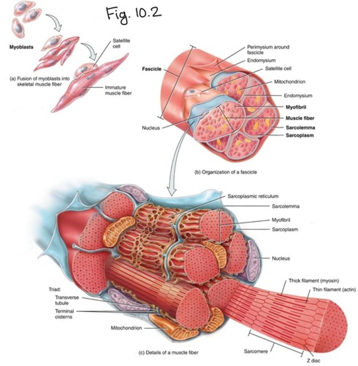 <p>Immature cells that give rise to mature muscle fibers.</p>