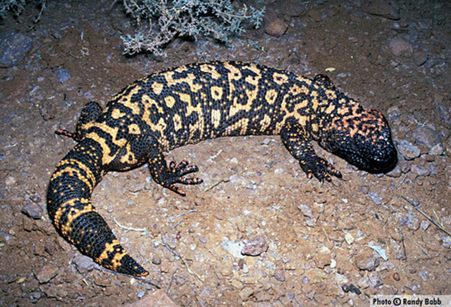 <p>(Heloderma suspectum)</p>