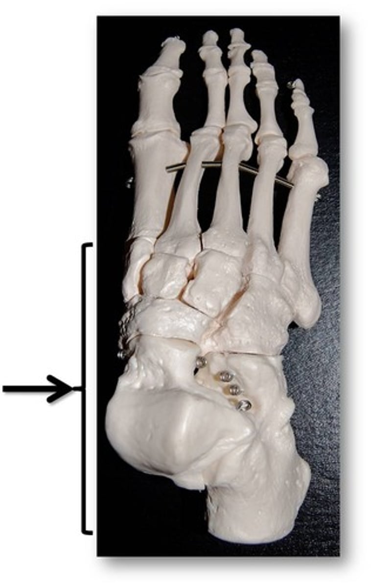 <p>Name these specific bones of the foot.</p>