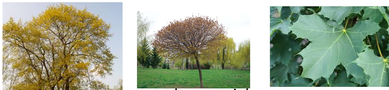 term image
