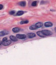 <p>what type of cell is this?</p>