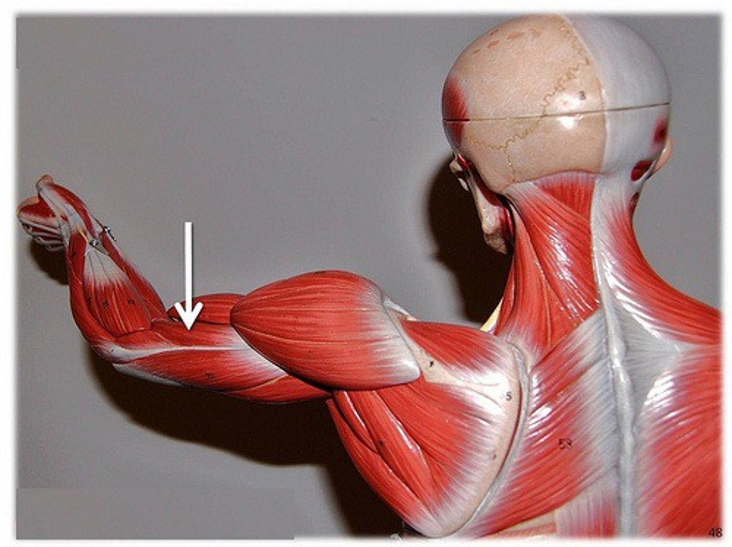 <p>origin: humerus</p><p>insertion: ulna</p><p>action: extends elbow</p>