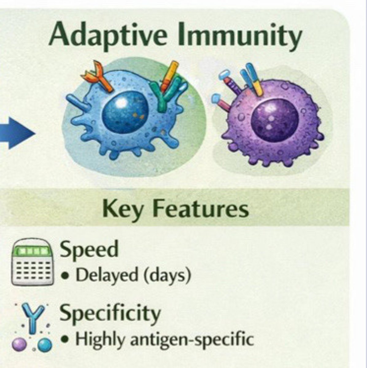<p>Adaptive immunity</p>