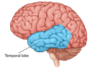 <p>The temporal lobe </p><p></p>