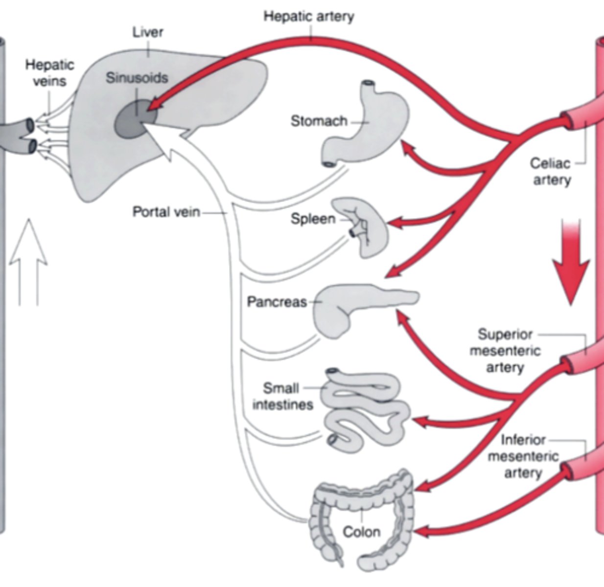 <p>1. Superior mesenteric artery: </p><p>- To pancreas, small intestine, and proximal colon</p><p>2. Inferior mesenteric artery: </p><p>- To distal colon</p><p>3. Celiac trunk: </p><p>- hepatic artery to liver, spleen, pancreas, and stomach</p>