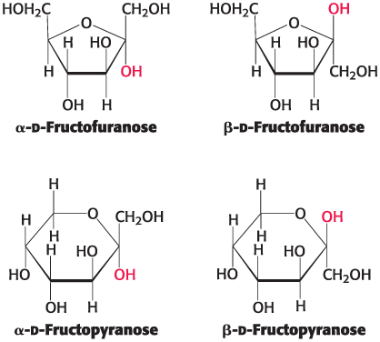 <p>Rapidly interchanges between four distinct ring structures</p><ul><li><p>C-2 is the anomeric carbon atom</p></li><li><p>The pyranose form predominates in solution due to reduced steric hindrances</p></li><li><p>The furanose form predominates in fructose derivatives</p></li></ul><p></p>