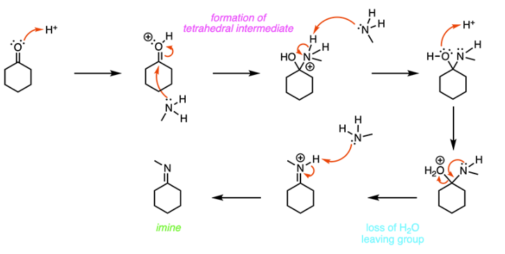 <p>B</p><p><span>When a ketone is reacted with a primary amine in the presence of a catalytic acid (H</span><sub>2</sub><span>SO</span><sub>4</sub><span>), an </span><strong>imine</strong><span> is formed. In the first step of the mechanism, the carbonyl oxygen is protonated, which causes the carbonyl carbon to become more </span><strong>electrophilic</strong><span>. The amine nitrogen attacks the carbonyl carbon, and the pi electrons in the C-O double bond are pushed up onto the oxygen atom. To get rid of </span><strong>nitrogen’s positive charge</strong><span>, a proton is transferred from the amine nitrogen to the OH group. Next, a lone pair on the nitrogen moves down to form a </span><strong>C-N double bond</strong><span>, and a water molecule is kicked off. Finally, an imine is formed when the nitrogen is deprotonated, as shown below.</span></p>