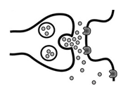 <p>Veel NT vrijgesteld in synaps & afbraak/reuptake mechanismen al verzadigd</p>