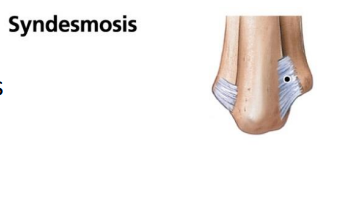 <p>Syndesmosis?</p>