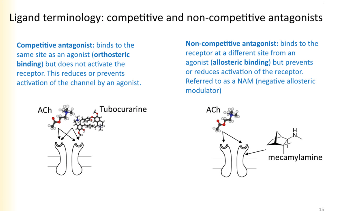 <p>binds to the same site as an agonist(orthosteric binding) but does not activate the receptor. This reduces or prevents activation of the channel by an agonist</p><ul><li><p>effects can be overcome by putting alot of agonist- outcompeting</p></li></ul>