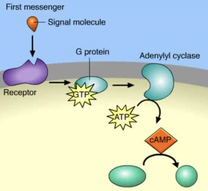 <p>An INTERNAL signaling molecule (ex: Ca2+ and cAMP) released after the initial reception of a ligand. 2nd messengers always lead to additional/amplified response pathways.</p>