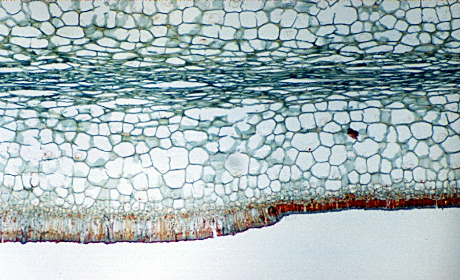 <p>Blu wall</p>