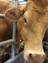 <p>AKP store husdyr blok 1 2024</p><p>Denne Limosine ko på 750 kg er nedstemt, ingen ædelyst, T: 38,3°C, P: 80, R: 12. Hudtugor er meget nedsat. Hun vil helst ligge ned. Den har indfaldende hungergruber samt grøn, vandig, skummende gødning og få svage vomkontraktioner. Hvilke af de nævnte muligheder er den bedste væskebehandling?</p><p>1 40 L vand PO </p><p>2 20 L vand med proprionat, NaCl og B-vitamin PO og 10 L Ringer acetat IV. </p><p>3 20 L vand med proprionat, NaCl og B-vitamin PO og 20 L Ringer acetat med bicarbonat IV </p><p>4 20 L vand med proprionat, NaCl og B-vitamin PO og 10 L Ringer acetat med bicarbonat IV</p>